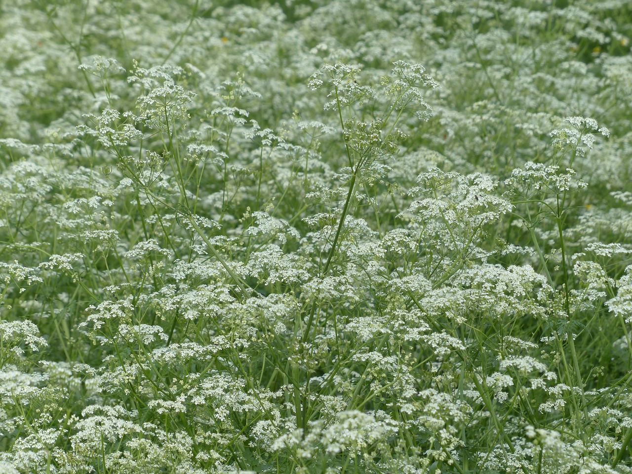 Karvės Petražolės, Žiedas, Žydėti, Balta, Pieva, Laukinis Temulas, Anthriscus Sylvestris, Chaerophyllum Sylvestre, Chervilas, Anthriscus