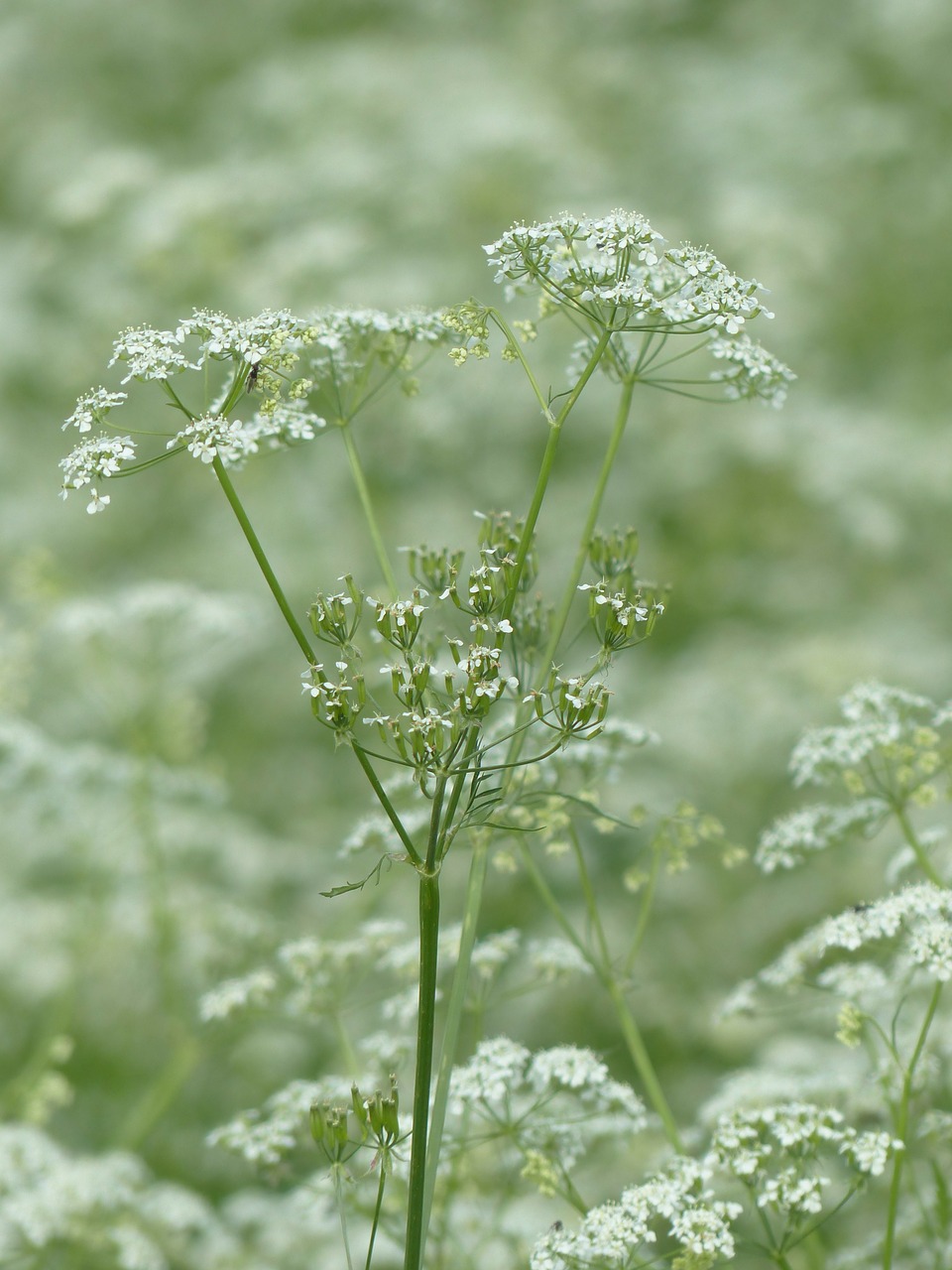 Karvės Petražolės, Žiedas, Žydėti, Balta, Pieva, Laukinis Temulas, Anthriscus Sylvestris, Chaerophyllum Sylvestre, Chervilas, Anthriscus