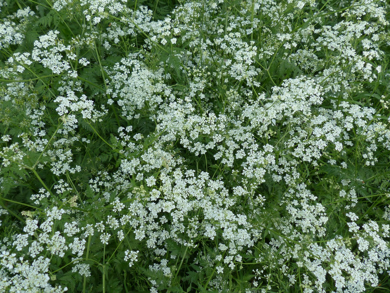 Karvės Petražolės, Žiedas, Žydėti, Balta, Pieva, Laukinis Temulas, Anthriscus Sylvestris, Chaerophyllum Sylvestre, Chervilas, Anthriscus