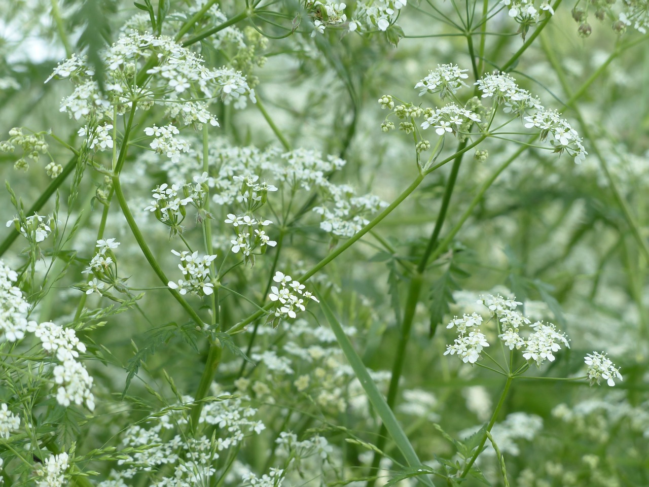 Karvės Petražolės, Žiedas, Žydėti, Balta, Pieva, Laukinis Temulas, Anthriscus Sylvestris, Chaerophyllum Sylvestre, Chervilas, Anthriscus