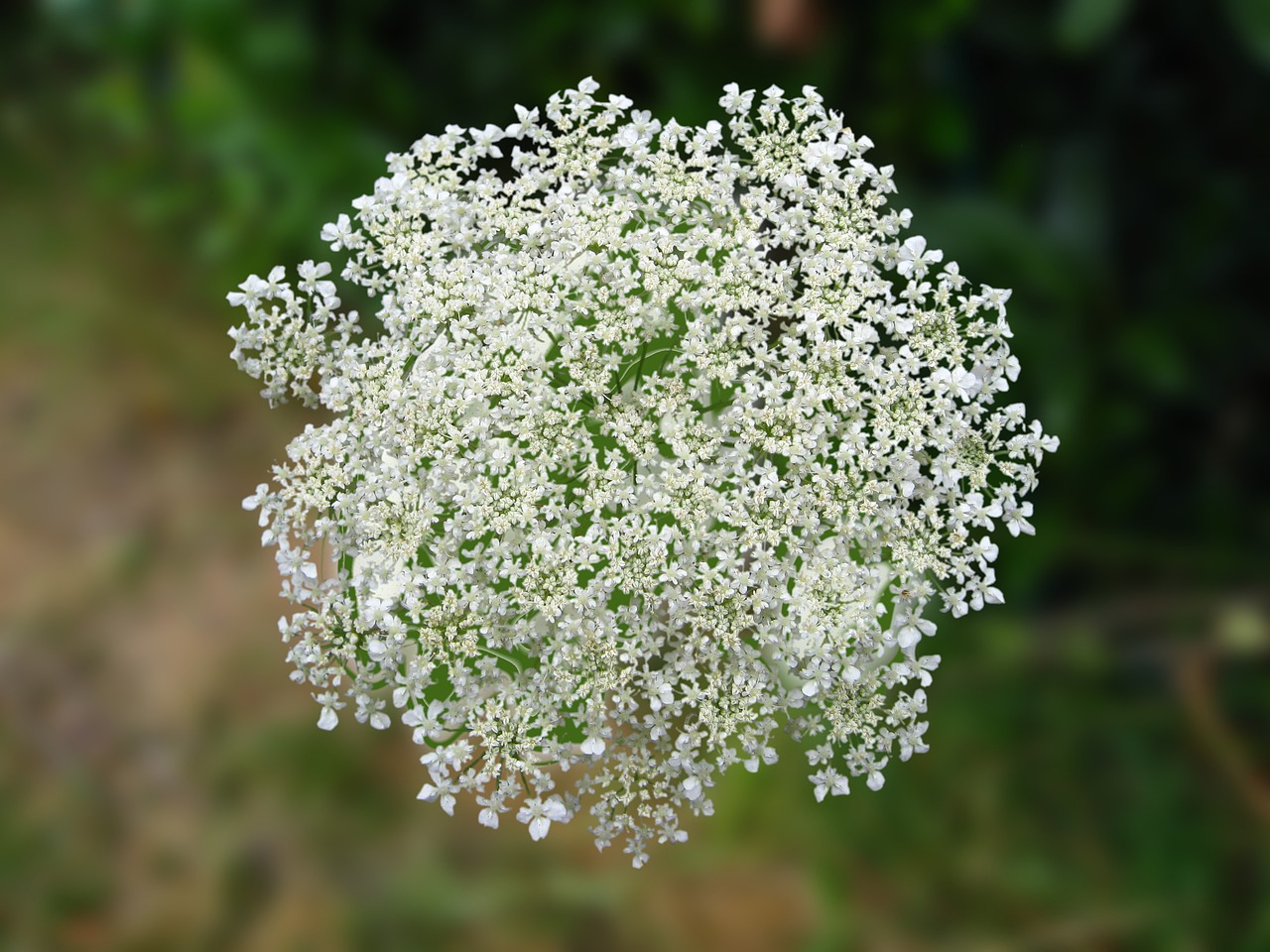 Karvės Petražolės, Umbelliferae, Balta, Balta Gėlė, Pievų Augalai, Uždaryti, Žydėti, Vasara, Augalas, Gamta