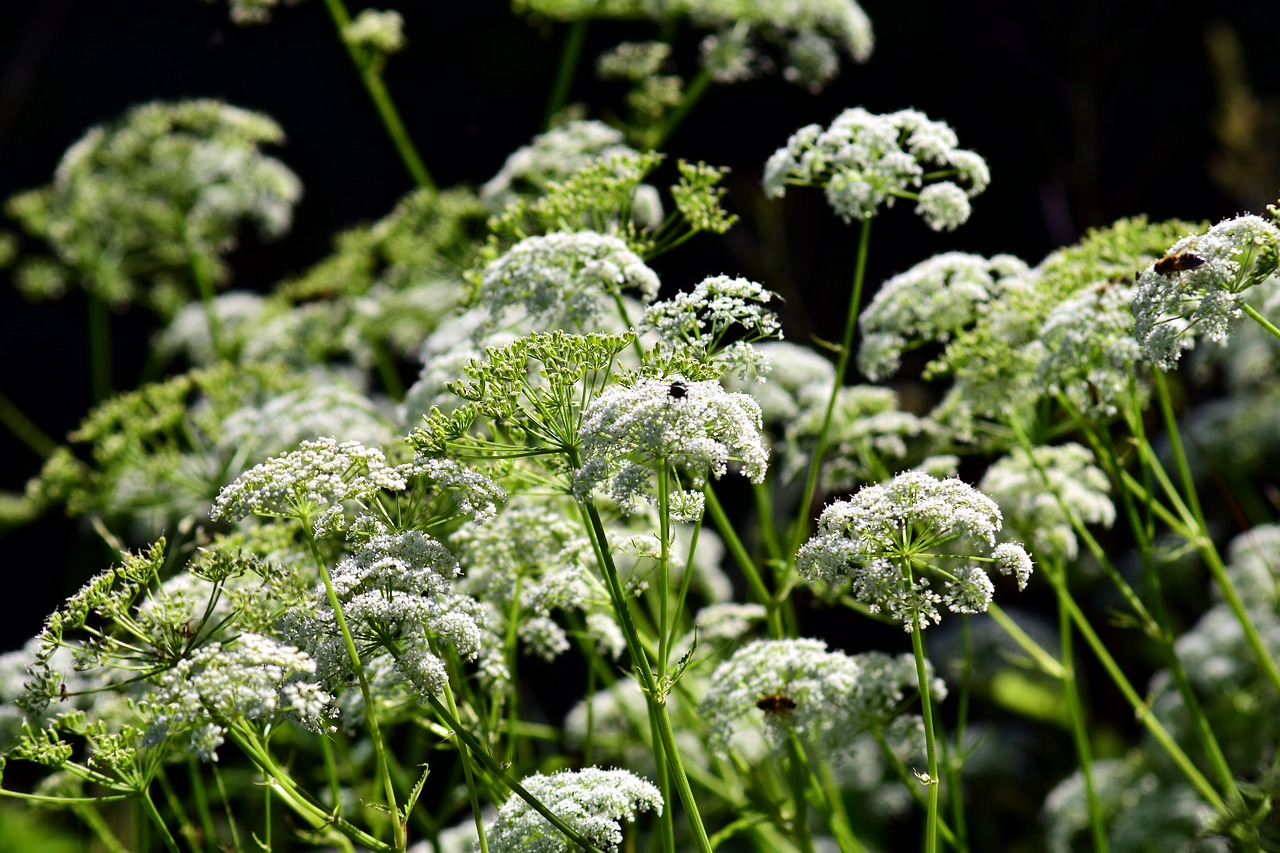 Karvė Petražolių,  Hemlock,  Daržiniai Builiai,  Baltos Spalvos,  Pievų Augalai,  Žiedas,  Žydi,  Umbelliferae,  Doldengewaechs,  Meadow Žolės