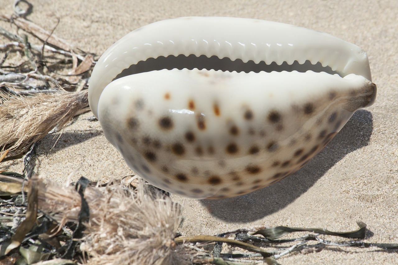 Cowrie, Cowries, Porzellanschnecke, Porcelianas, Cypraea Nebrites, Sraigė, Jūra, Šventė, Tropikai, Atmintis