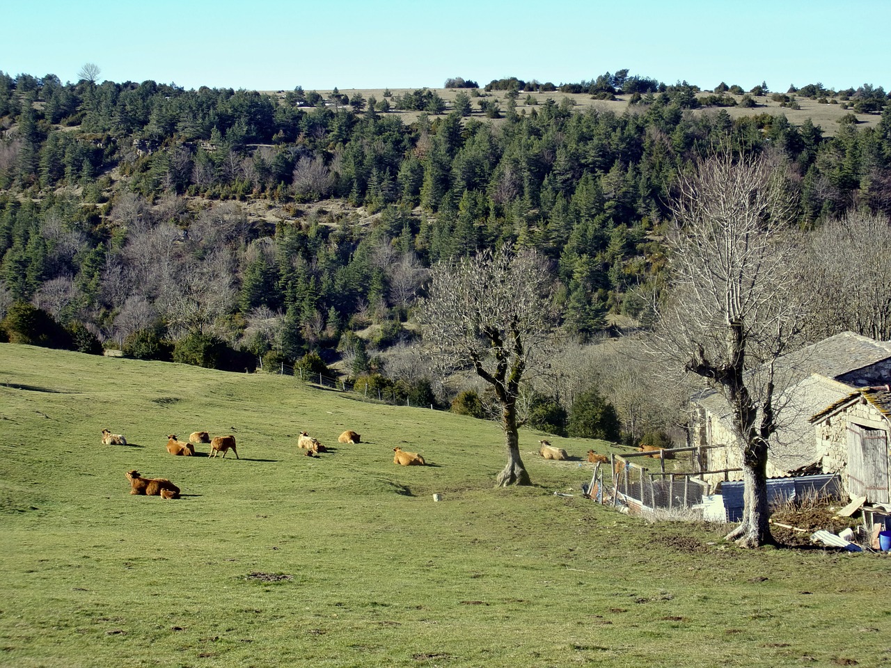 Karvės, Ūkis, Ganykla, Bandas, Cévennes, Nemokamos Nuotraukos,  Nemokama Licenzija