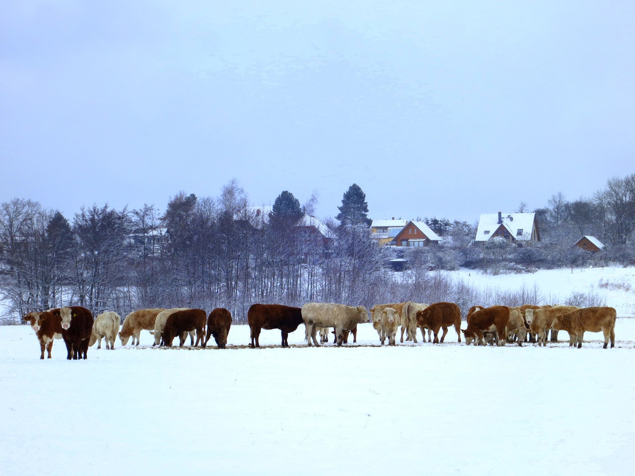 Karvės, Karvės Bandas, Žiema, Žemdirbystė, Gyvūnai, Jautiena, Galvijai, Pieva, Weidetier, Kalnai