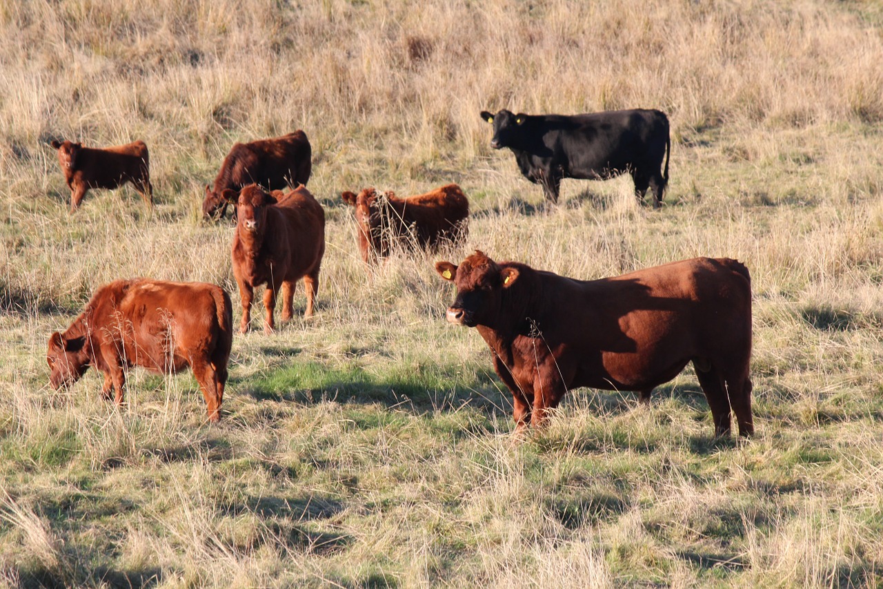 Karvės, Bulius, Hage, Nemokamos Nuotraukos,  Nemokama Licenzija