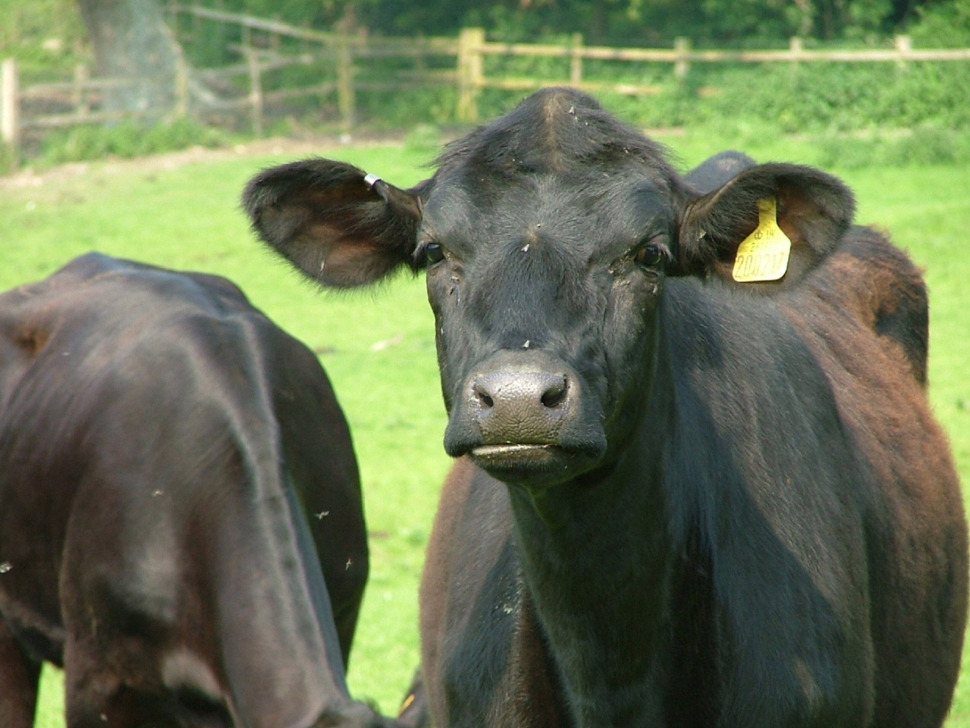 Išgirdo,  Apie,  Karvės,  Karvės, Nemokamos Nuotraukos,  Nemokama Licenzija