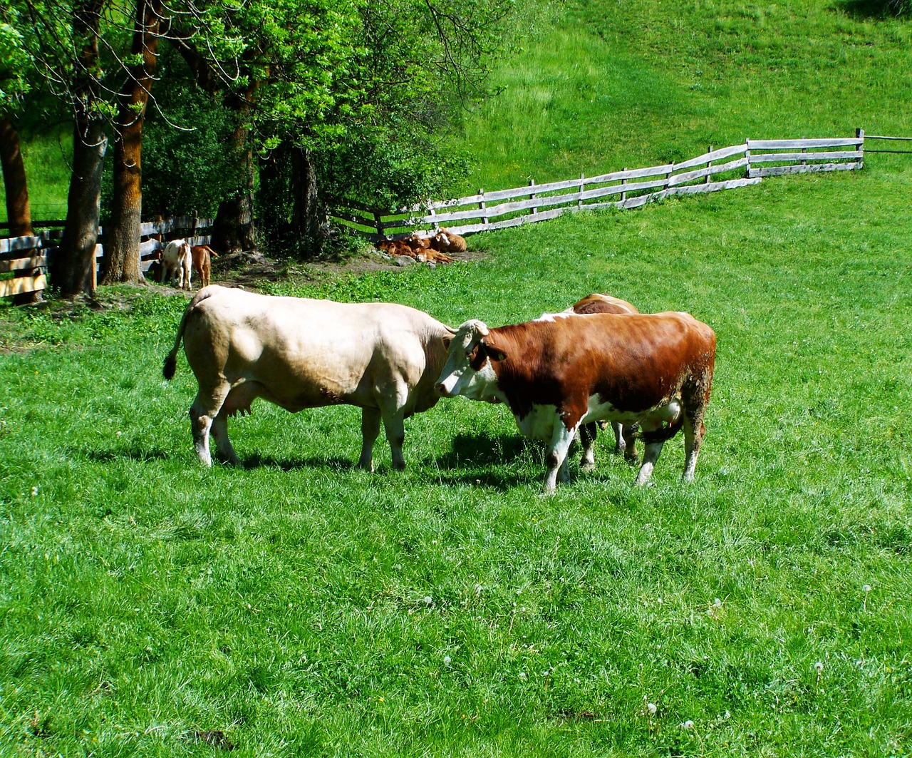 Karvės, Galvijai, Pieva, Nemokamos Nuotraukos,  Nemokama Licenzija