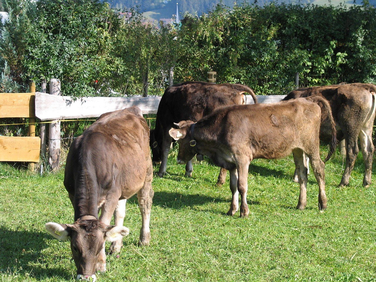 Karvės, Jauni Galvijai, Allgäu, Nemokamos Nuotraukos,  Nemokama Licenzija