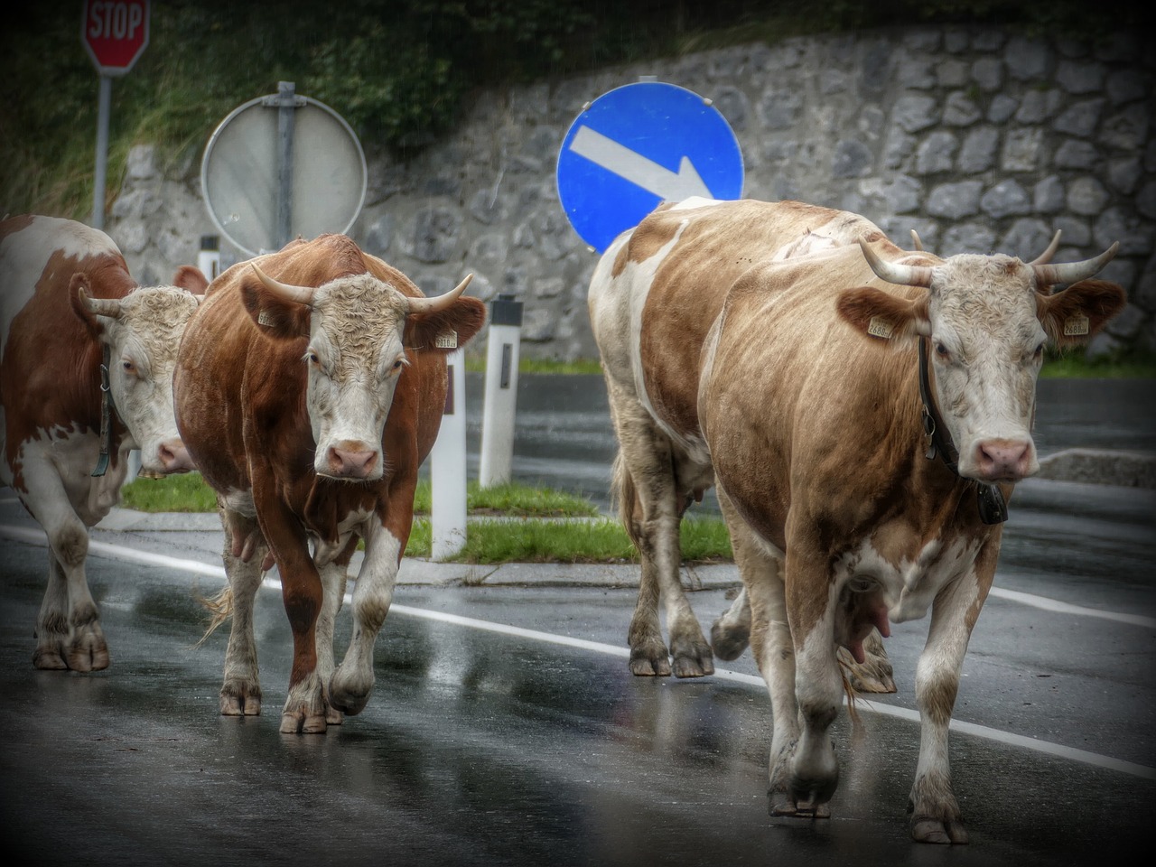 Karvės, Kelias, Karvė, Skydas, Nemokamos Nuotraukos,  Nemokama Licenzija