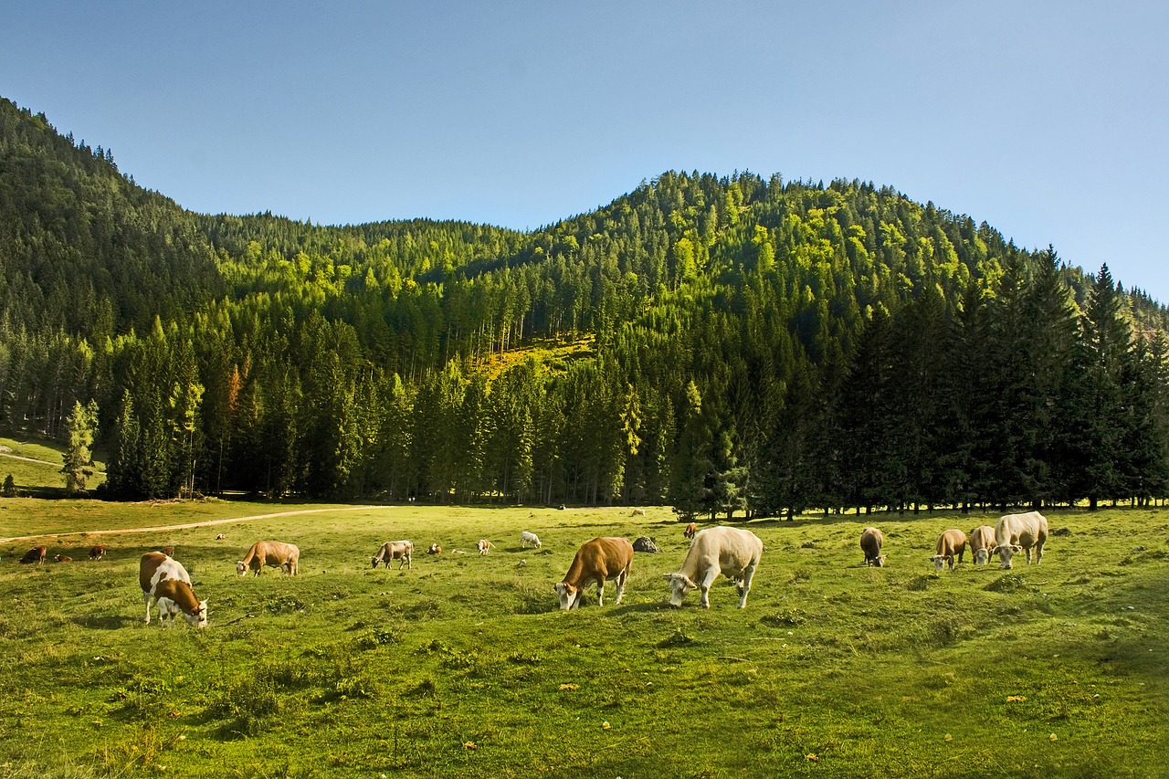 Karvės, Allgäu, Karvė, Bavarija, Laukas, Ganyti, Veršelis, Dangus, Vasara, Ganykla