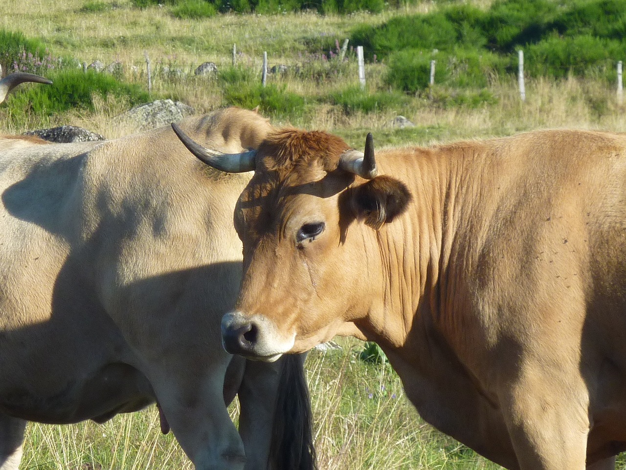 Karvės, Aubrac, Veisimas, Karvė, Gyvuliai, Nemokamos Nuotraukos,  Nemokama Licenzija