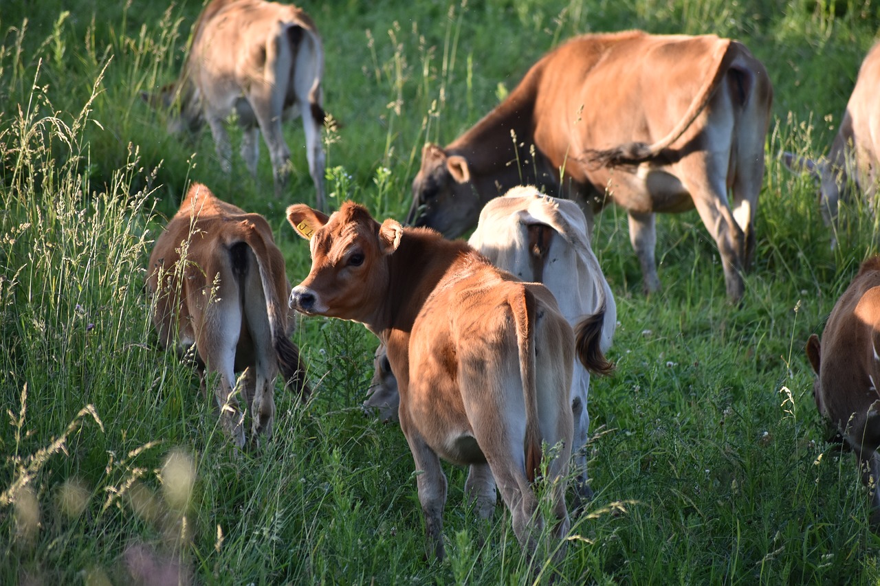 Karvės, Karvė, Ganymas, Nemokamos Nuotraukos,  Nemokama Licenzija