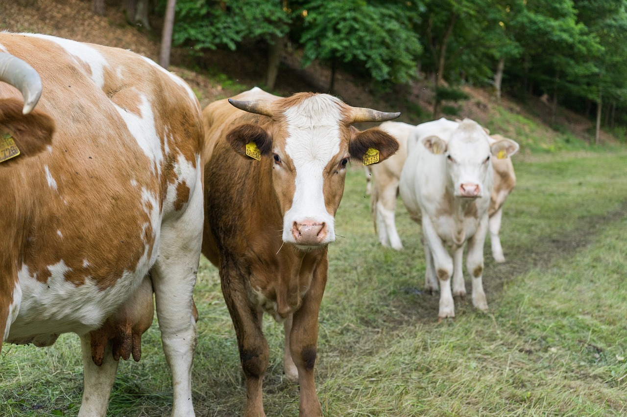 Karvės, Žemdirbystė, Jautiena, Ganykla, Nemokamos Nuotraukos,  Nemokama Licenzija