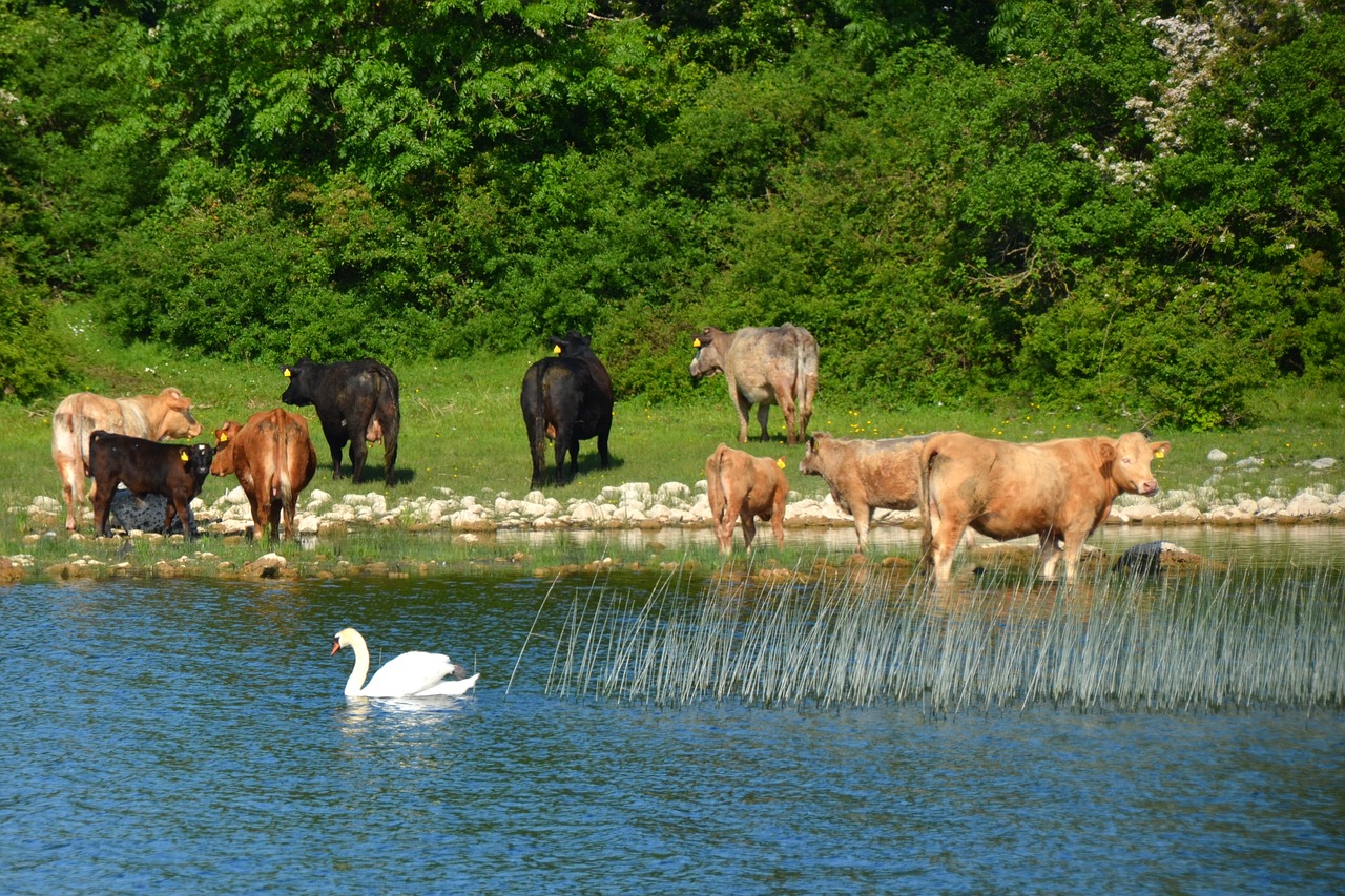 Karvės, Gulbė, Gamta, Upė, Karvė, Bankas, Kraštovaizdis, Nemokamos Nuotraukos,  Nemokama Licenzija