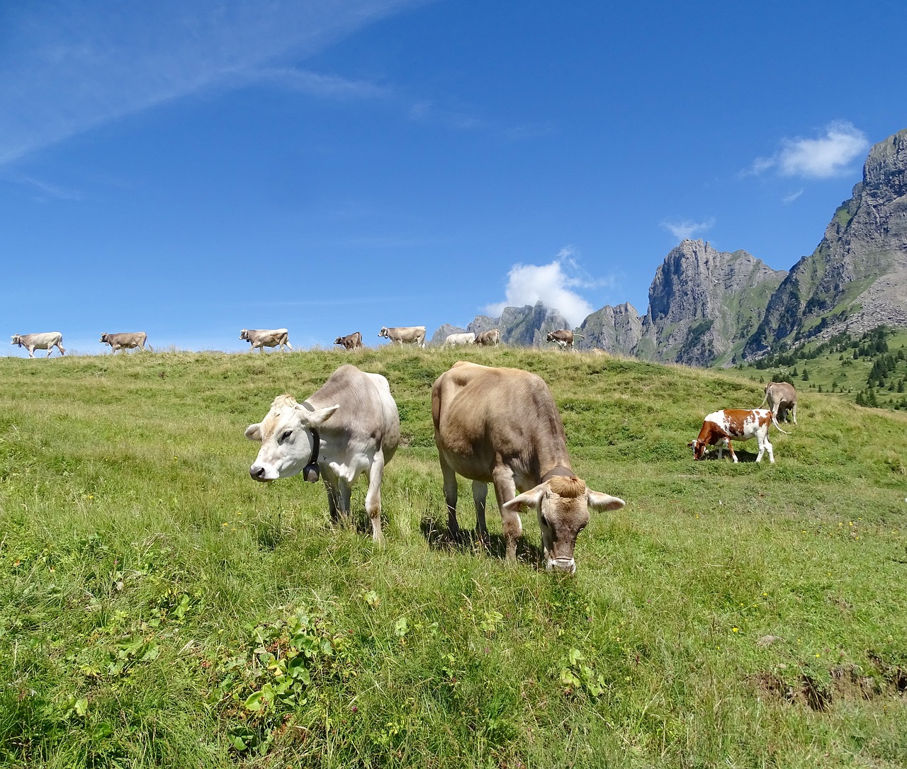 Karvės, Galvijai, A, Alm, Kalnai, Šveicarija, Kalnų Peizažas, Idilija, Vaizdas, Alpių