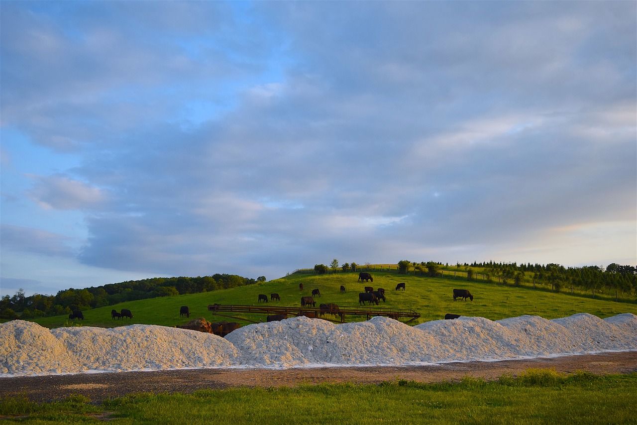 Karvės, Ūkis, Hillside, Žolė, Saulėlydis, Žemdirbystė, Kaimas, Kraštovaizdis, Gamta, Kaimas