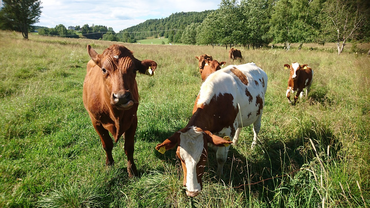 Karvės, Švedija, Kokia Graži Diena, Vasara, Gyvuliai, Galvijai, Nemokamos Nuotraukos,  Nemokama Licenzija