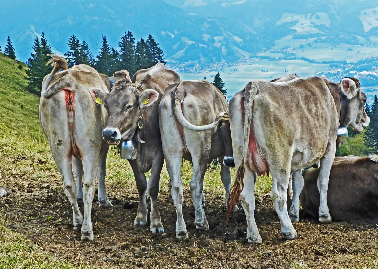 Karvės, Galvijai, Kalnai, Vaizdas, Nemokamos Nuotraukos,  Nemokama Licenzija