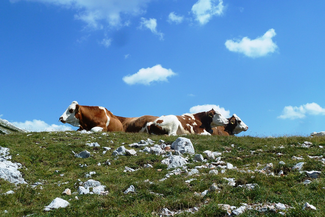 Karvės, Alpių, Kalnas, Alm, Žygiai, Kalnai, Nemokamos Nuotraukos,  Nemokama Licenzija