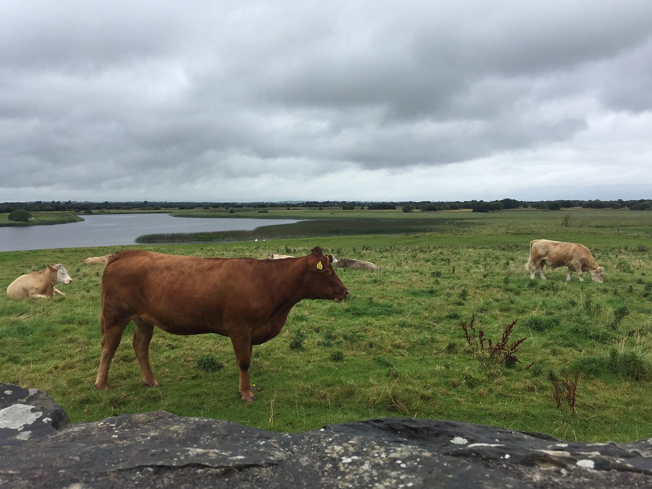 Karvės, Airija, Jautiena, Gyvūnas, Galvijai, Žolė, Sultingas, Žemdirbystė, Ūkis, Gamta