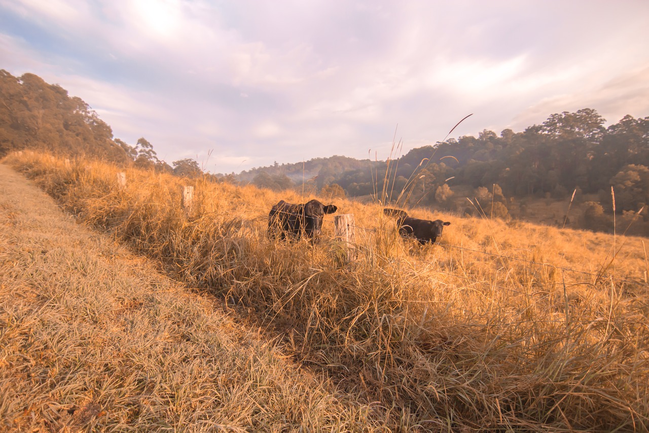Karvės, Ūkis, Australia, Nemokamos Nuotraukos,  Nemokama Licenzija