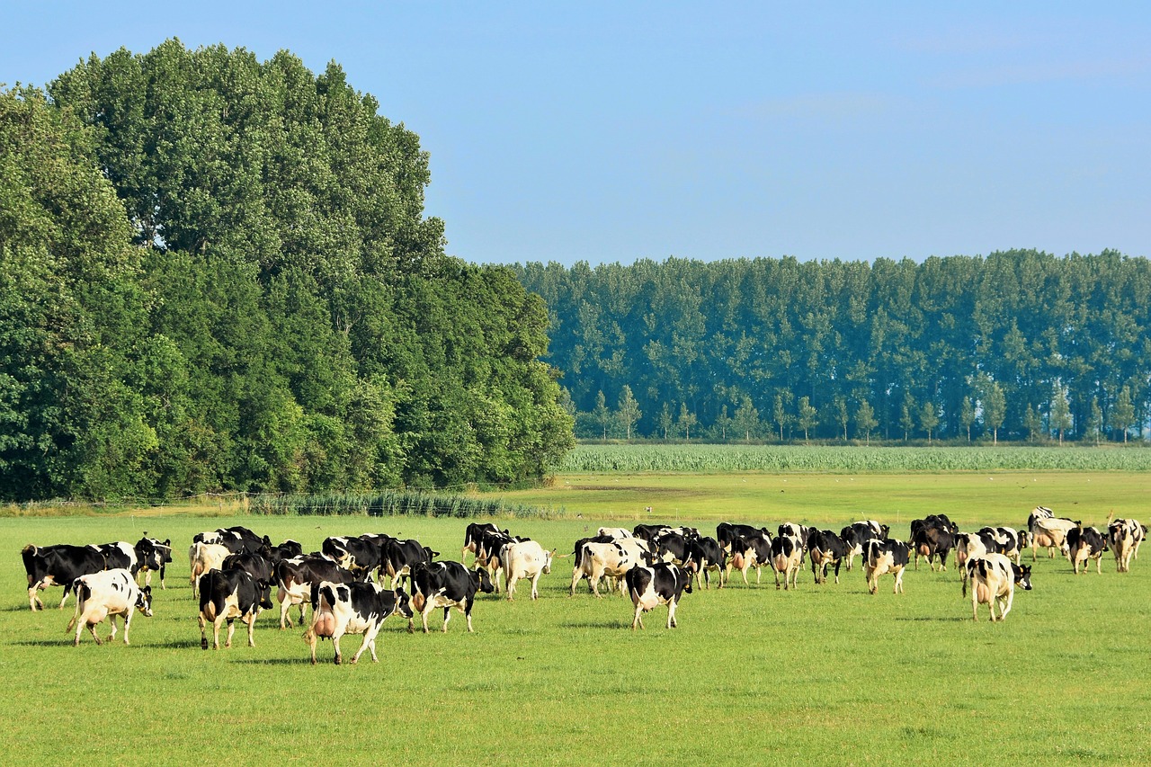 Karvės, Pieva, Galvijai, Nyderlandai, Kraštovaizdis, Nemokamos Nuotraukos,  Nemokama Licenzija