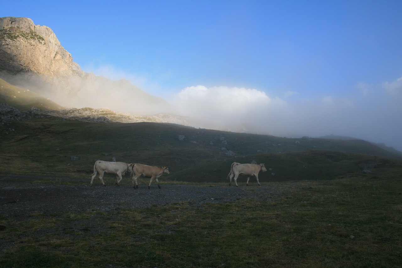 Karvės, Kalnas, Gamta, Galvijai, Ganykla, France, Pyrénées, Gyvūnas, Laukas, Bandas