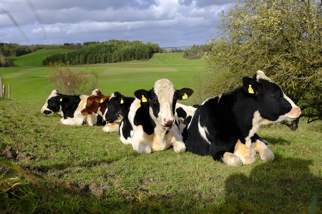 Karvės, Galvijai, Flock, Gyvūnai, Ganykla, Gamta, Pieva, Žemdirbystė, Gyvuliai, Atrajotojas