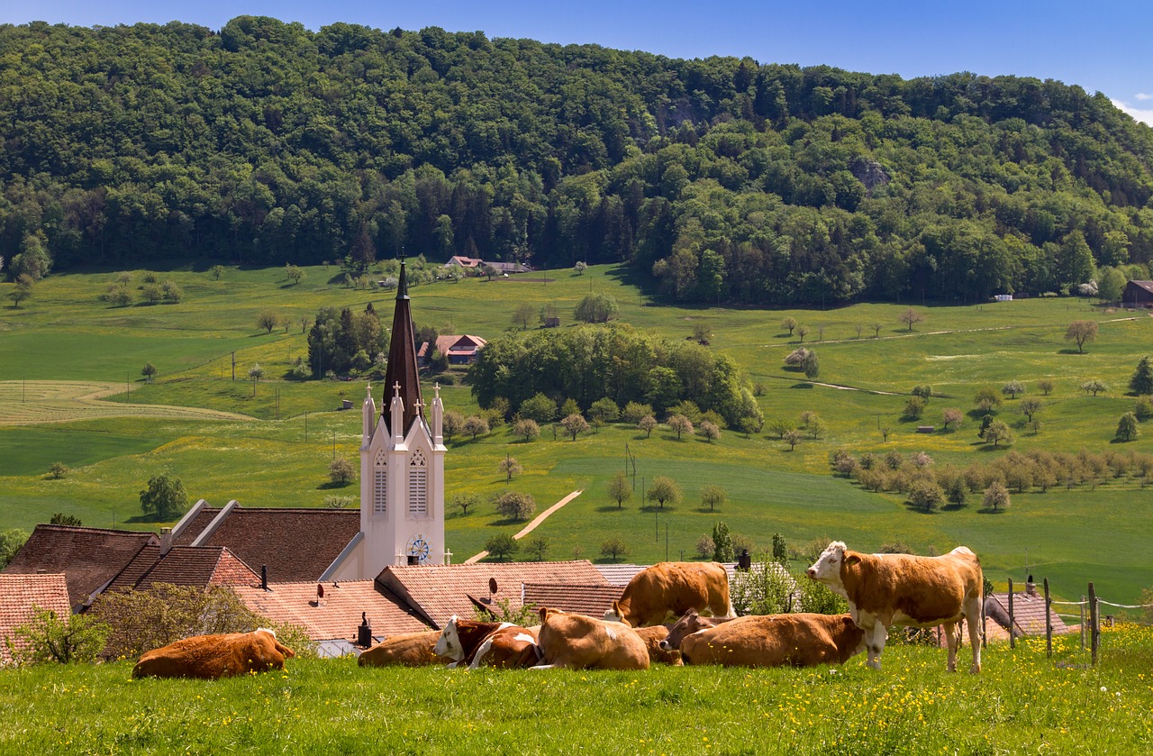 Karvės,  Karvė,  Žemdirbystė,  Žolė,  Smaigalys,  Kraštovaizdis,  Ganyklos,  Kilchbergas,  Kaimo,  Šalis Gyvenimas