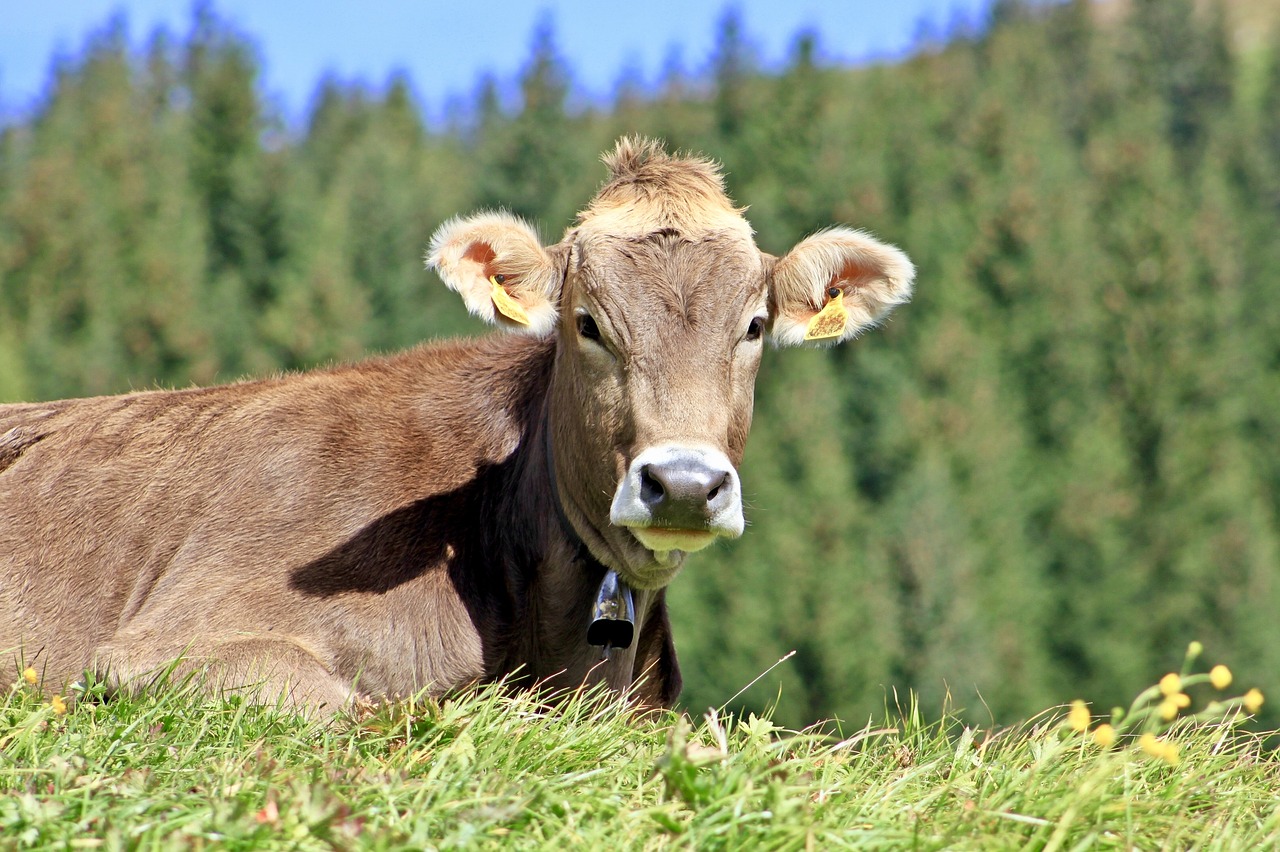 Karvės,  Ūkininkai,  Pobūdį,  Žemdirbystė,  Ganyklos,  Alpine,  Kalnai,  Karvė, Nemokamos Nuotraukos,  Nemokama Licenzija