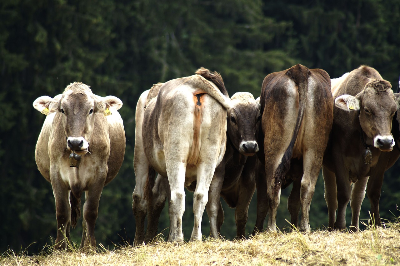 Karvės,  Žolė,  Pobūdį,  Gyvulininkystė,  Karvė,  Gyvūnas, Nemokamos Nuotraukos,  Nemokama Licenzija