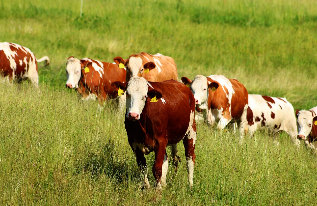 Karvės,  Bandos,  Šventė,  Meadow,  Gyvūnai,  Ganyklos,  Žemdirbystė, Nemokamos Nuotraukos,  Nemokama Licenzija