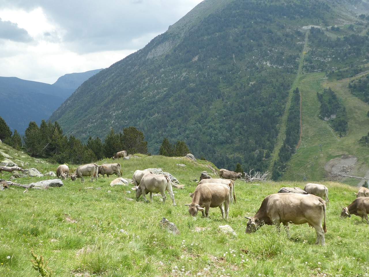 Karvės,  Kalnų,  Andora, Nemokamos Nuotraukos,  Nemokama Licenzija