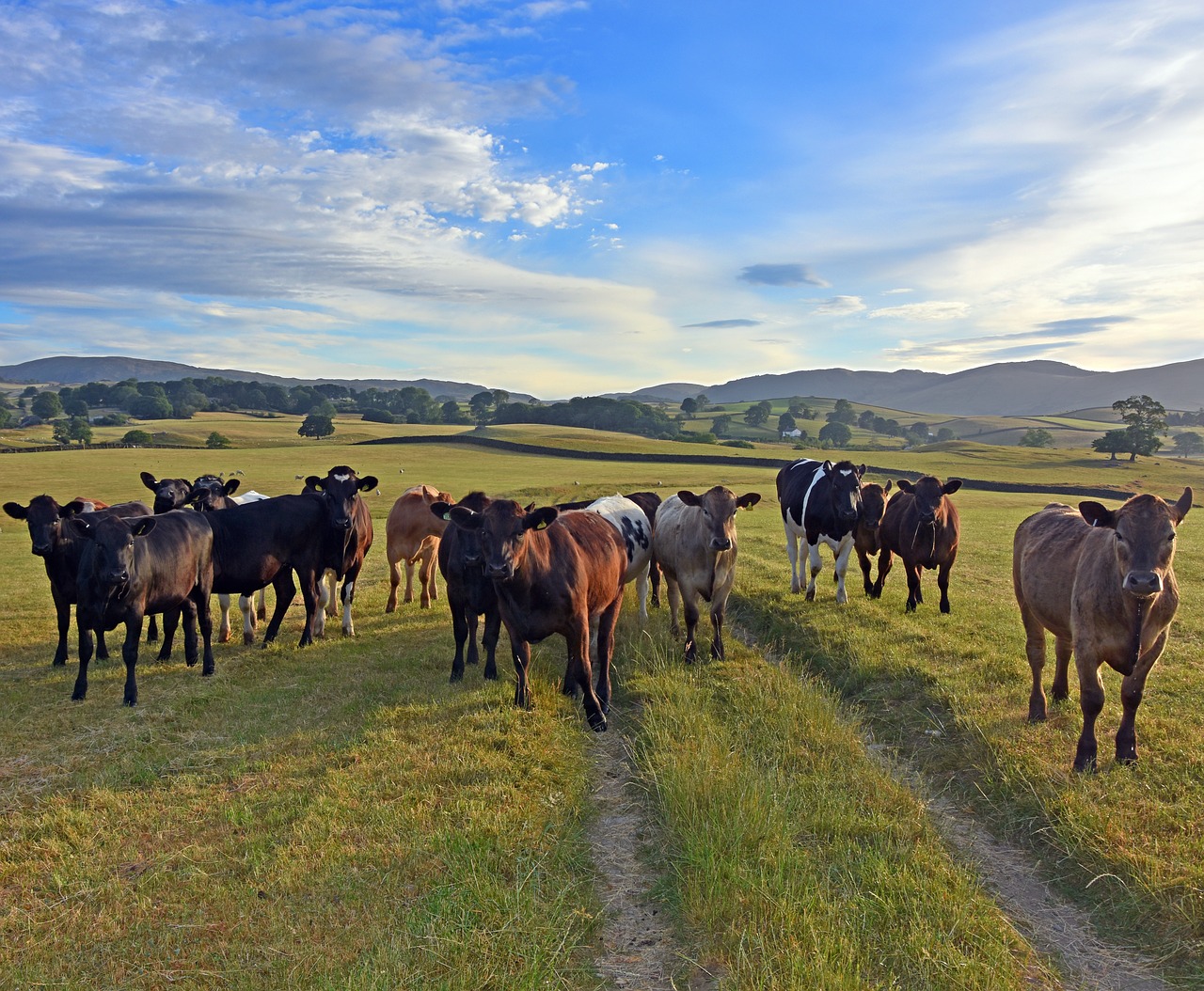 Karvės,  Meadow,  Kraštovaizdis, Nemokamos Nuotraukos,  Nemokama Licenzija