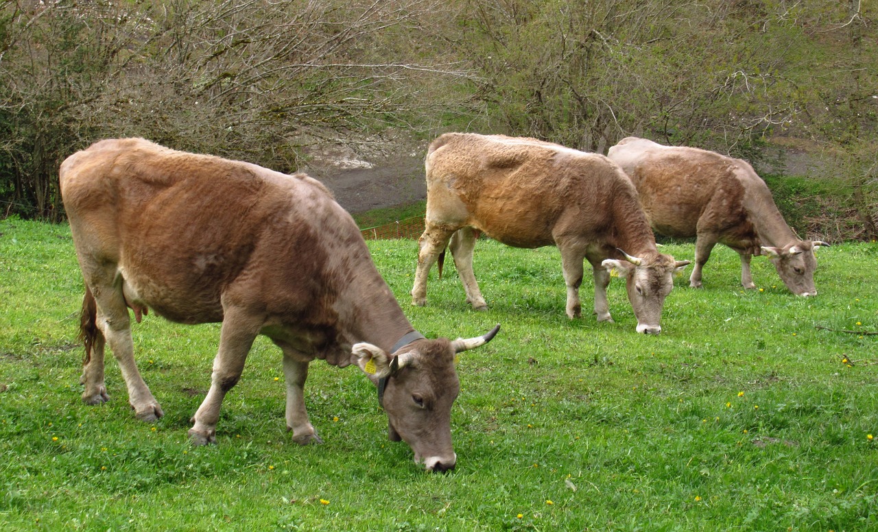 Karvės,  Žolė,  Andora,  Pobūdį,  Galvijų,  Žemdirbystė,  Gyvulininkystė,  Ūkis, Nemokamos Nuotraukos,  Nemokama Licenzija