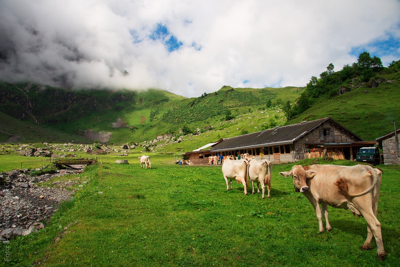 Karvės, Šveicarija, Glarus Kantonas, Glarus, Alp, Oberblegisee, Glarus Alps, Vasara, Kalnas, Alpių Ganyklos