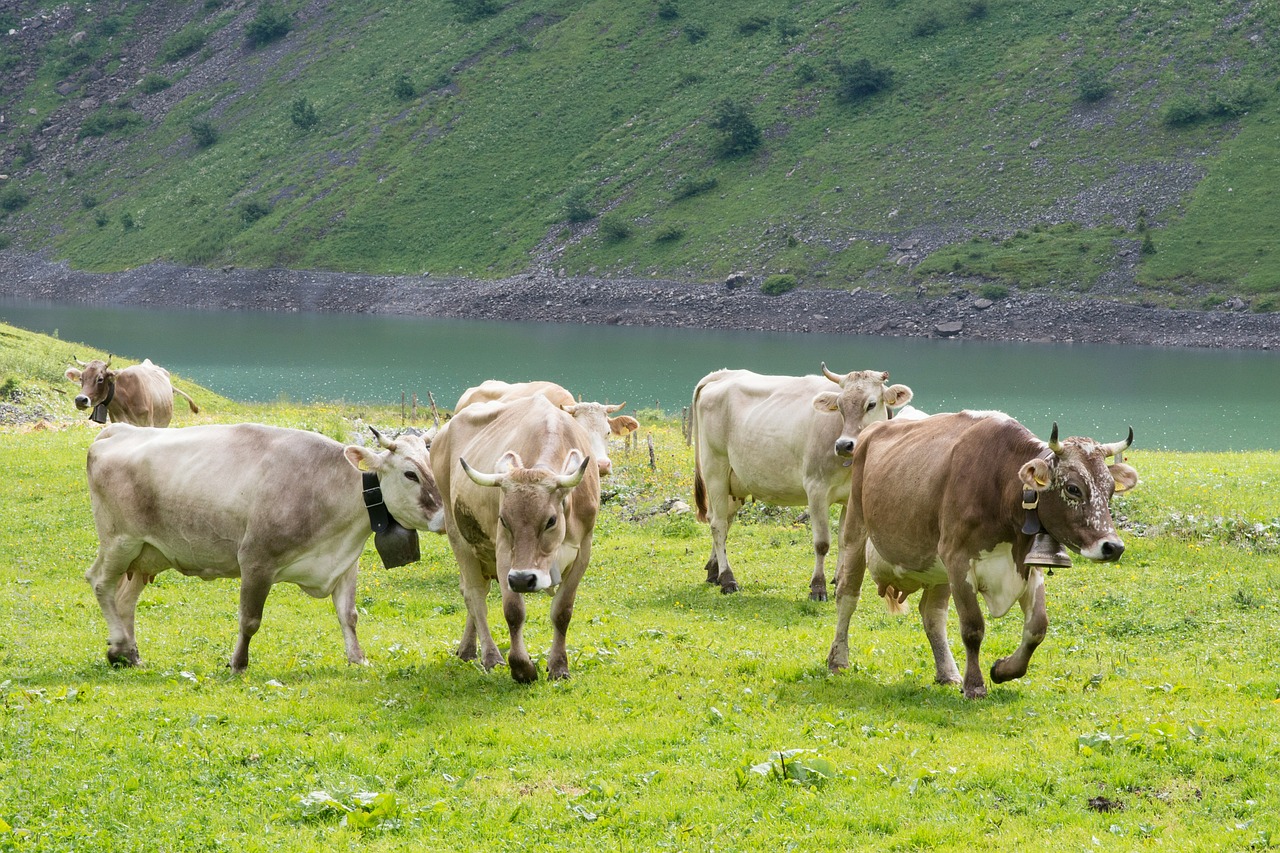 Karvės, Ganykla, Alpių Ganyklos, Šveicarija, Glarus Kantonas, Glarus, Karvė, Alp, Oberblegisee, Glarus Alps