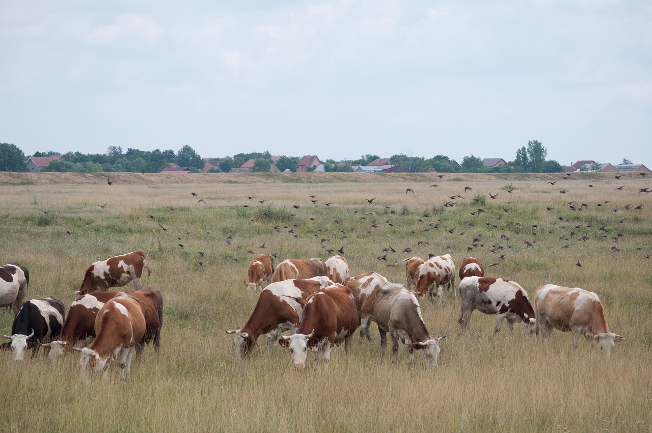 , Nemokamos Nuotraukos,  Nemokama Licenzija