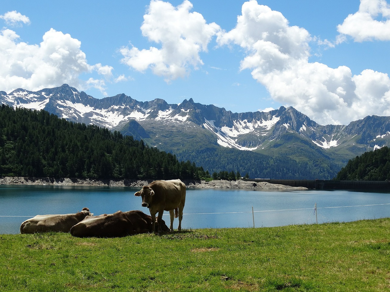 Karvės, Galvijai, Alm, Bergsee, Ežeras, Kalnai, Sniego Kalnai, Numatymas, Vanduo, Alpių