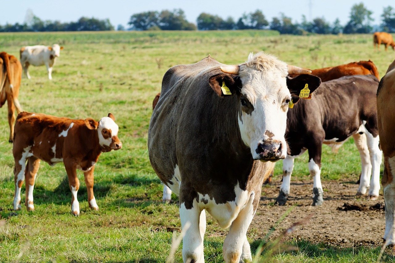 Karvės, Ganykla, Veršeliai, Jauni Gyvūnai, Flock, Žemdirbystė, Kraštovaizdis, Ganyti, Galvijai, Gamta