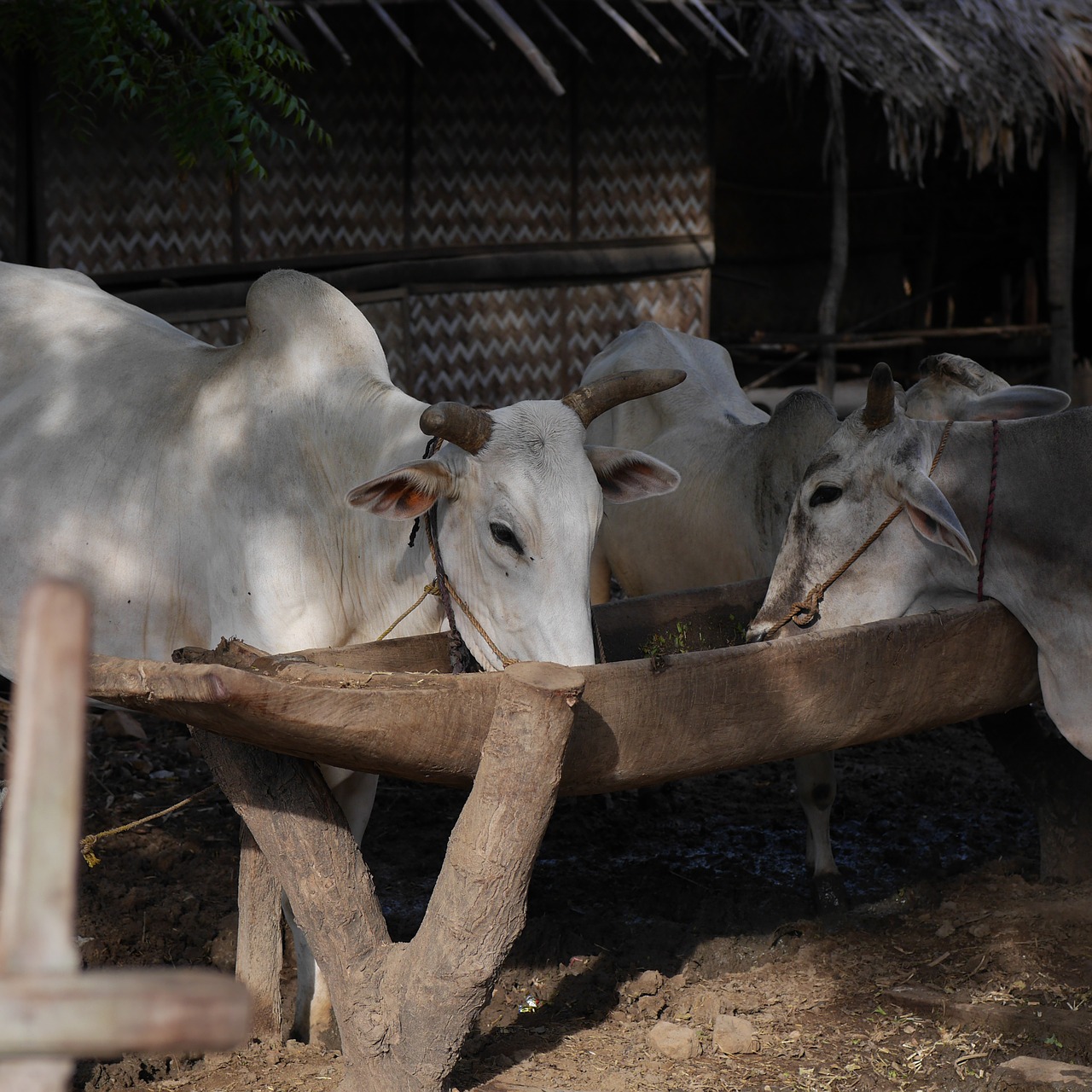Karvės, Potions, Burma, Mianmaras, Nemokamos Nuotraukos,  Nemokama Licenzija
