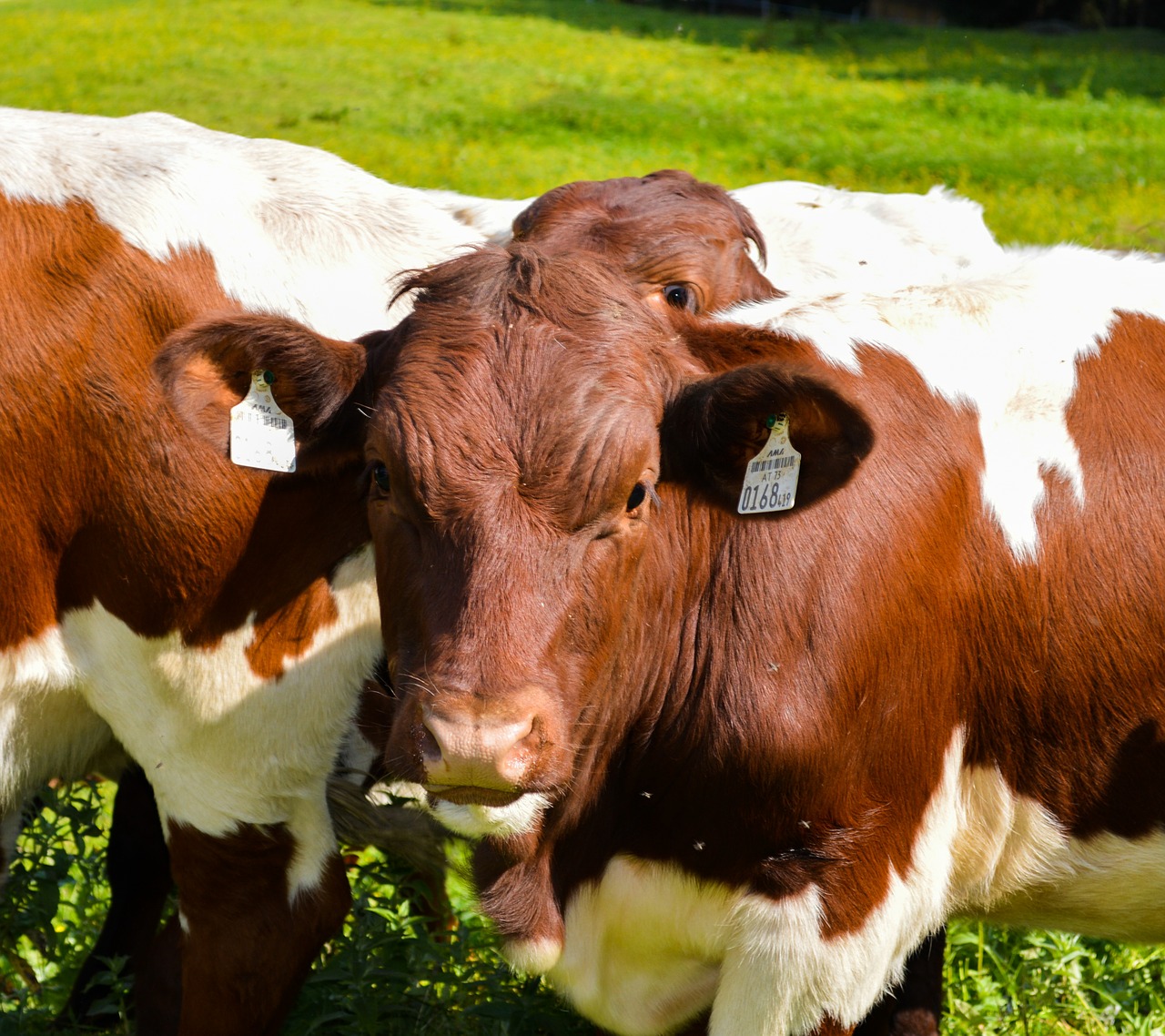 Karvės, Žolė, Ruda, Balta, Karvė, Rudoji Karvė, Išrūgų, Nemokamos Nuotraukos,  Nemokama Licenzija