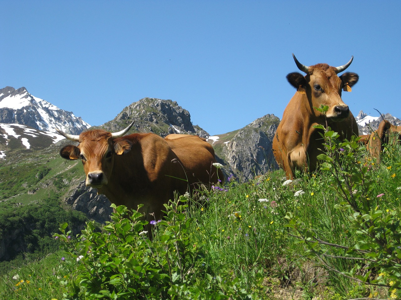 Karvės, Kalnas, Gamta, Pievos, Laukas, Galvijai, Alpės, Žygiai, Nemokamos Nuotraukos,  Nemokama Licenzija