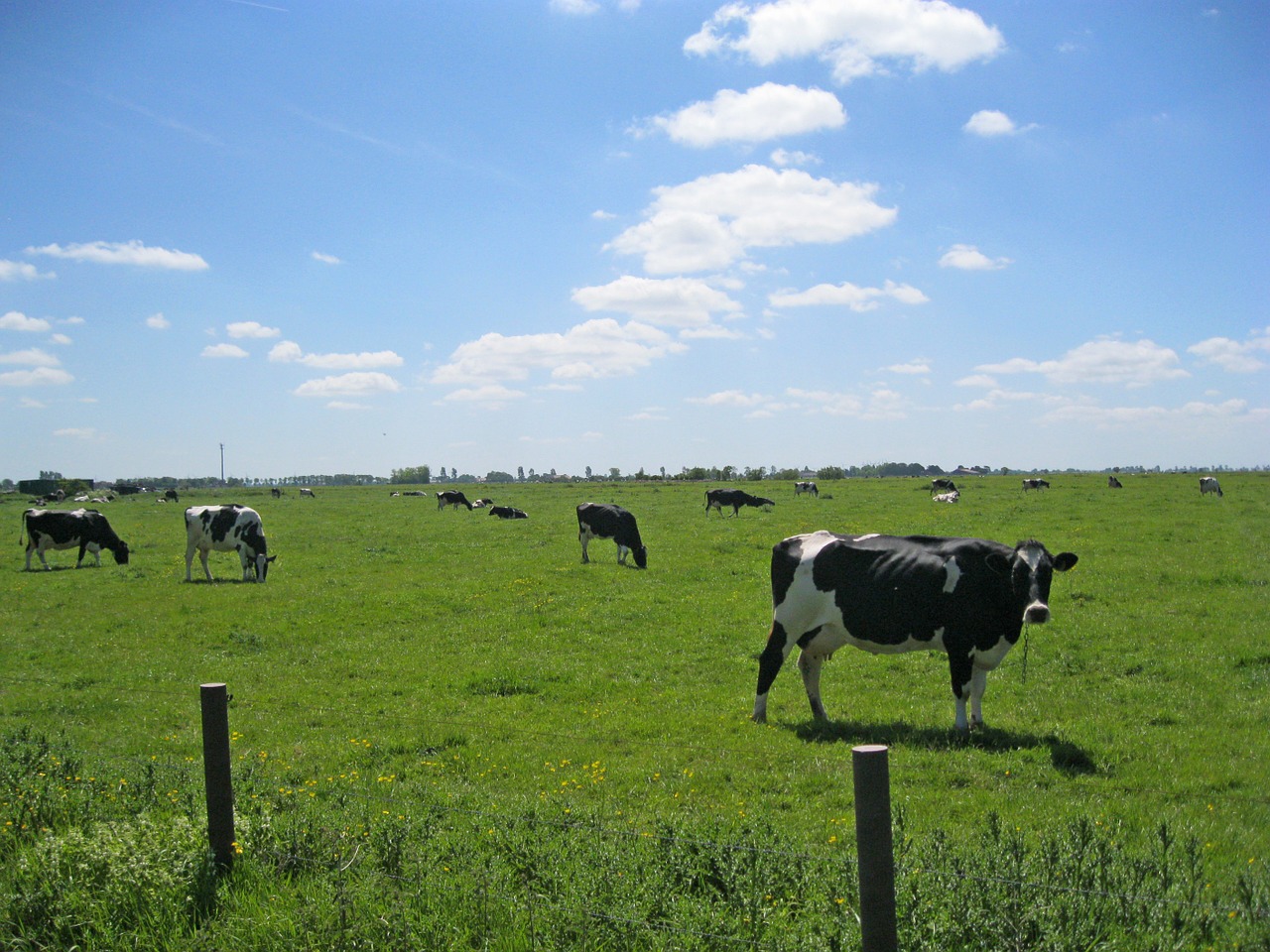 Karvės, Rytinė Frisia, Ganykla, Horizontas, Gyvūnai, Nemokamos Nuotraukos,  Nemokama Licenzija