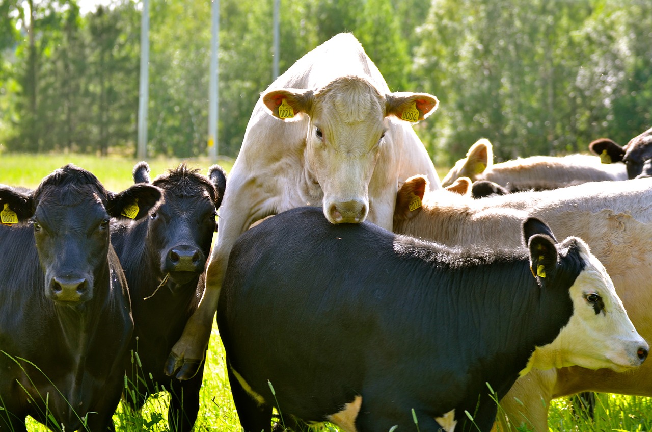 Karvės, Vasara, Švedija, Švedijos, Laimingas, Nemokamos Nuotraukos,  Nemokama Licenzija