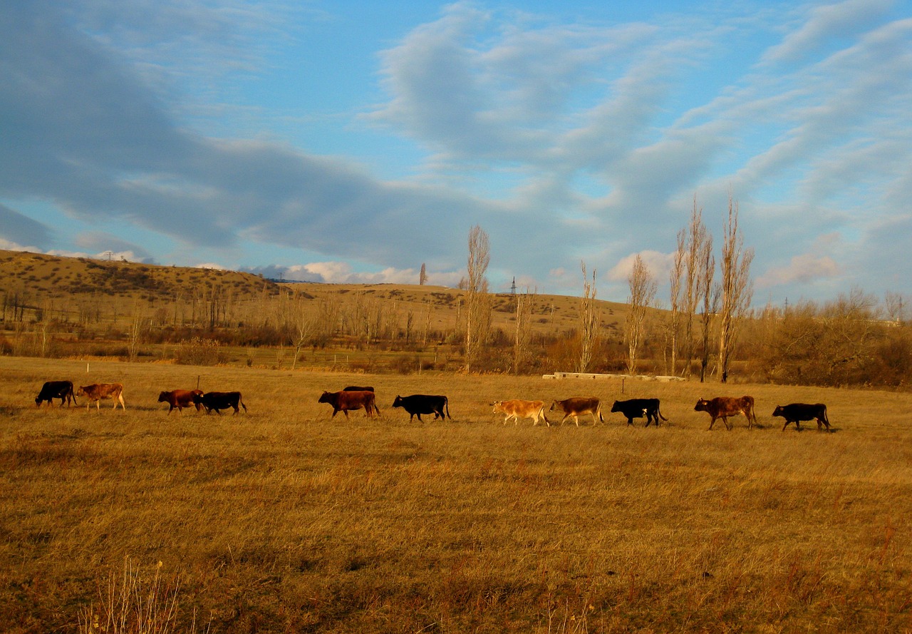 Karvės, Gyvūnai, Kraštovaizdis, Kalnas, Dangus, Gamta, Vaizdas, Kaukazas, Lauke, Scena