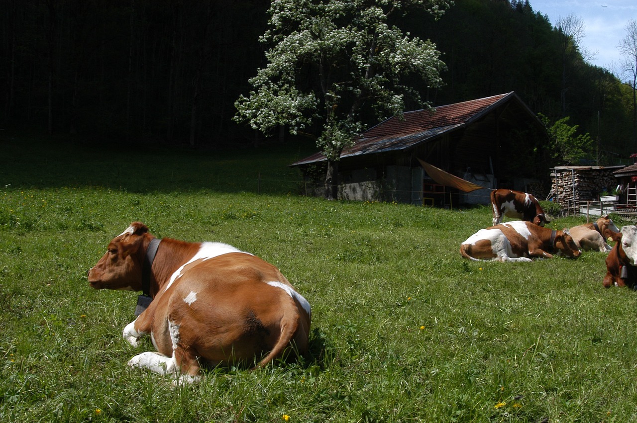 Karvės,  Šveicarija,  Pienas, Nemokamos Nuotraukos,  Nemokama Licenzija