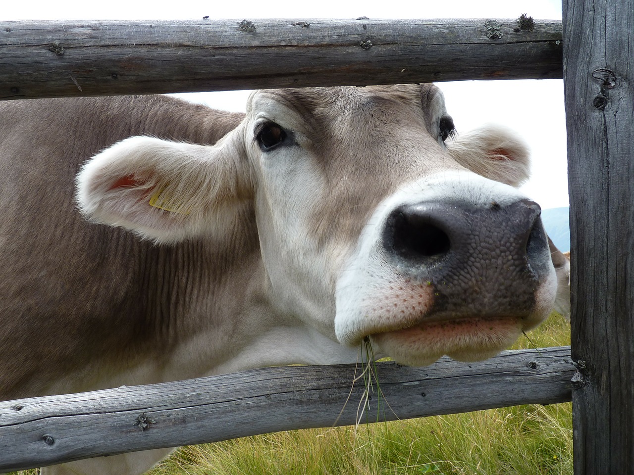 Karvės, Gyvūnas, Alm, South Tyrol, Nemokamos Nuotraukos,  Nemokama Licenzija