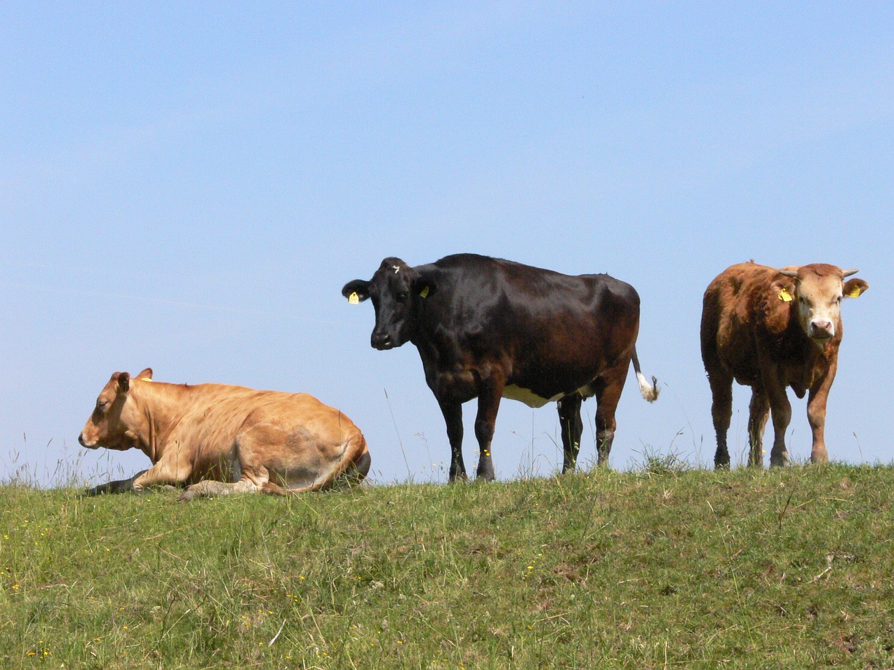 Karvės, Amdorf, Rytinė Frisia, Nemokamos Nuotraukos,  Nemokama Licenzija